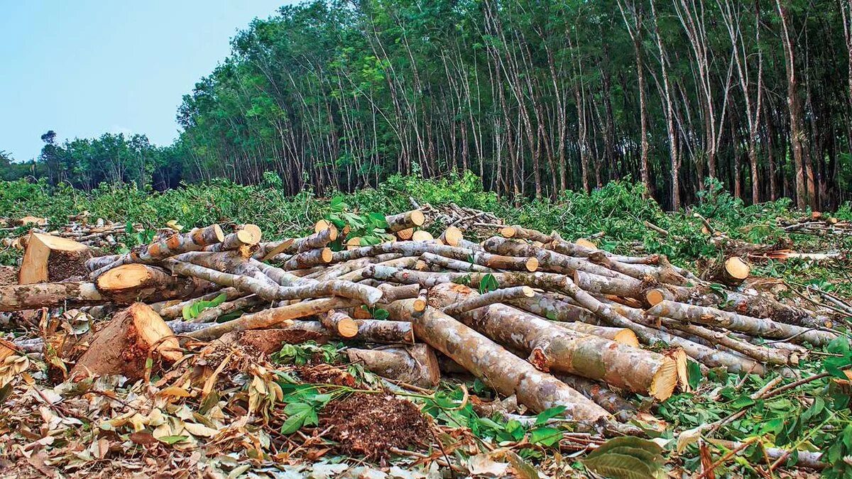 Cut down forest. Большие деревья срубленные. Вырубка леса в Европе. Дерево на земле. Куча спиленных деревьев.