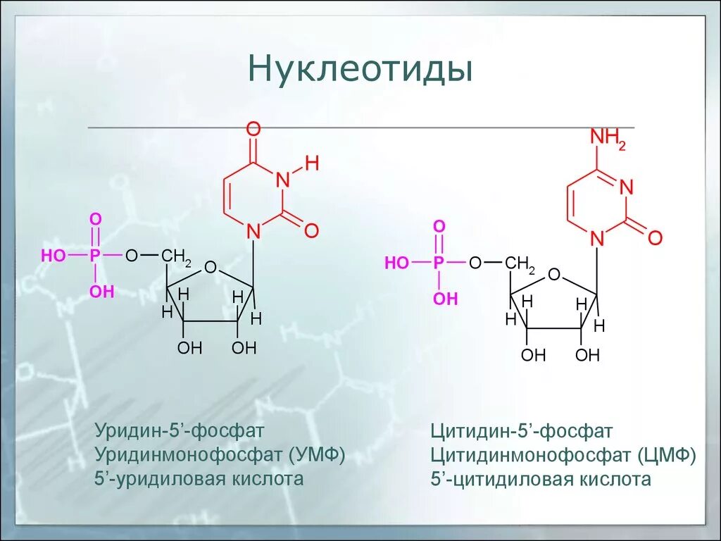 Формулы нуклеотидов. Нуклеотид уридин. Уридин 5 монофосфат. Уридин 3 монофосфат. Нуклеотид уридинмонофосфат.