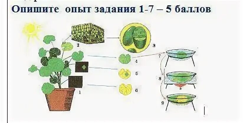 Почему в описанном опыте. Опишите опыт. Зарисовать схему опыта и описать его. 4. Эксперимент. Задание 8. Опишите опыт показанный на рисунке 94 какой.