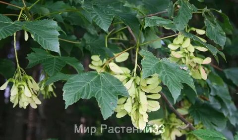 Белый клен
