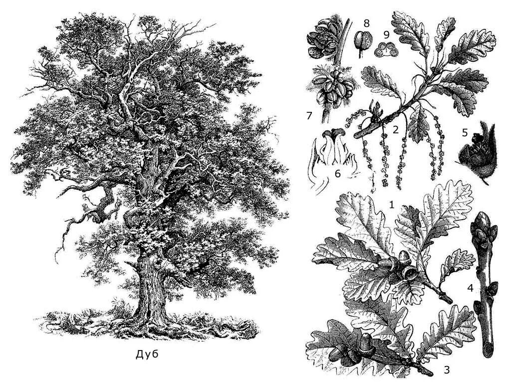 Вышить дерево крестиком. Дуб черешчатый диаграмма цветка. Дубы схема. Миниатюрная вышивка дерево. Вышивание крестиком дерево.