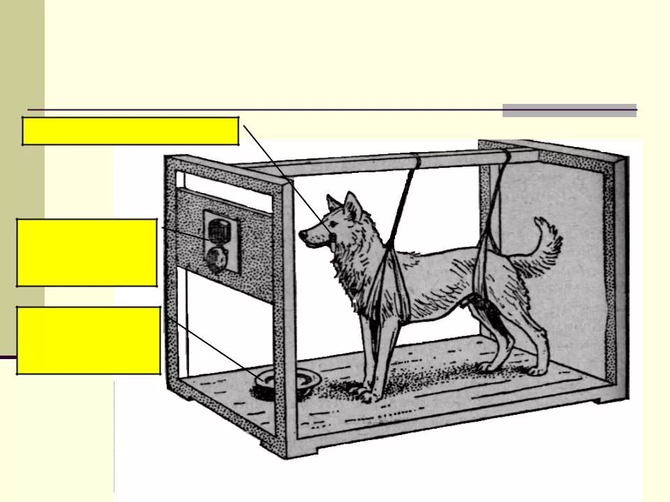 Голодно определения. Эксперимент Павлова условный рефлекс. Опыт Павлова условный рефлекс. Условные и безусловные рефлексы опыт Павлова. Собака Павлова условный рефлекс.
