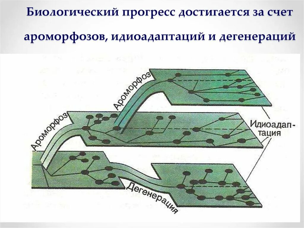 Пути эволюционных изменений. Формы биологического прогресса. Биологический Прогресс характеризуется. Пути биологического прогресса. Пути эволюции биологический Прогресс и регресс.