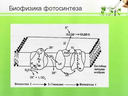 Биофизика это