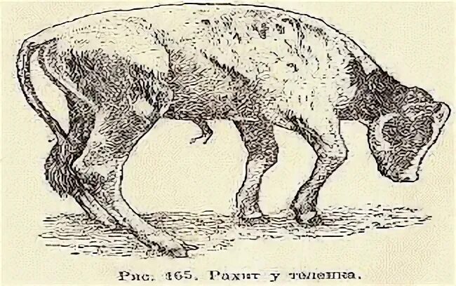 Рахит у животных. Рахит у животных
