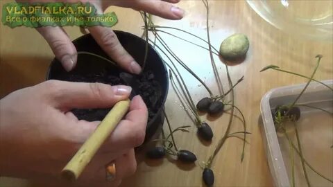 Как правильно посадить китайский