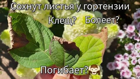 Почему чернеют и сохнут листья у гортензии