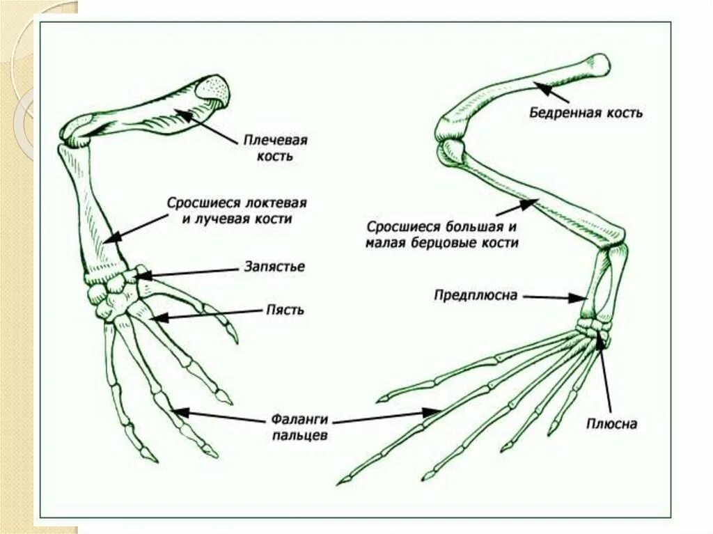 Скелет птицы пояс передних конечностей. Скелет передней конечности земноводных. Строение конечностей земноводного. Скелет конечностей лягушки отделы. Скелет лягушки передние конечности.