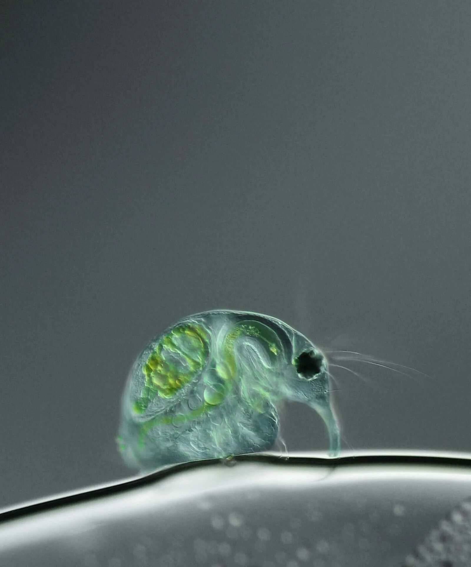 Микроскоп микробы увеличение. Микрофотография дафнии. nikon small world photomicrography. микроорганизмы в капле воды. микробы в воде под микроскопом.