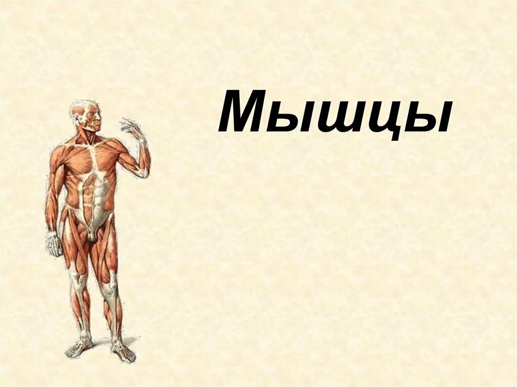 Рисунок мышцы биология