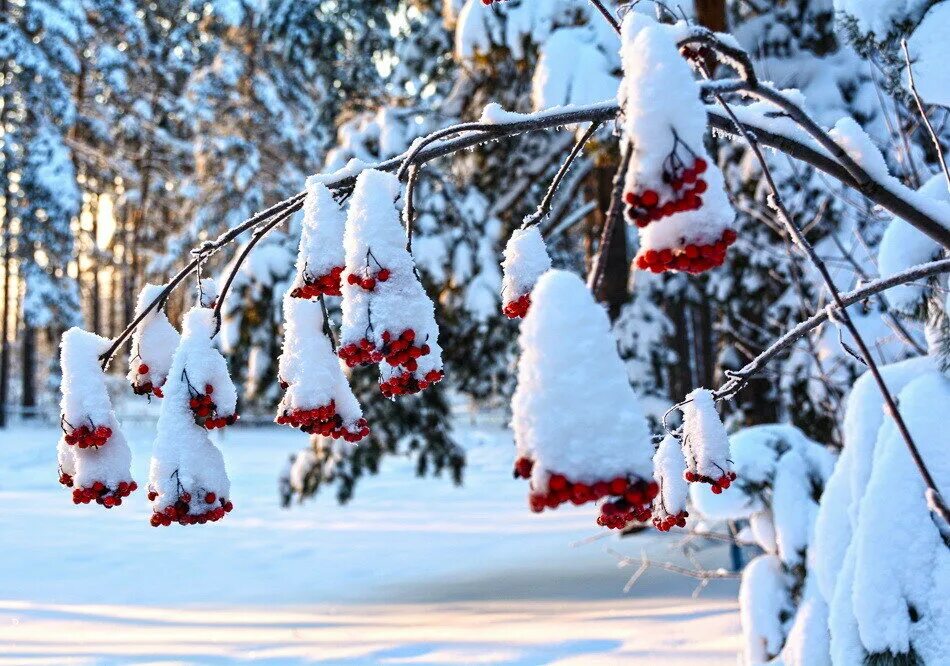 С наступлением зимы. Первый снег осенью. Осень ноябрь. Красивая зима. Перед наступлением зимы.
