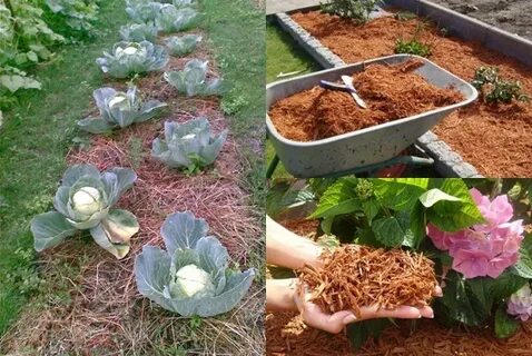 Можно ли мульчировать капусту