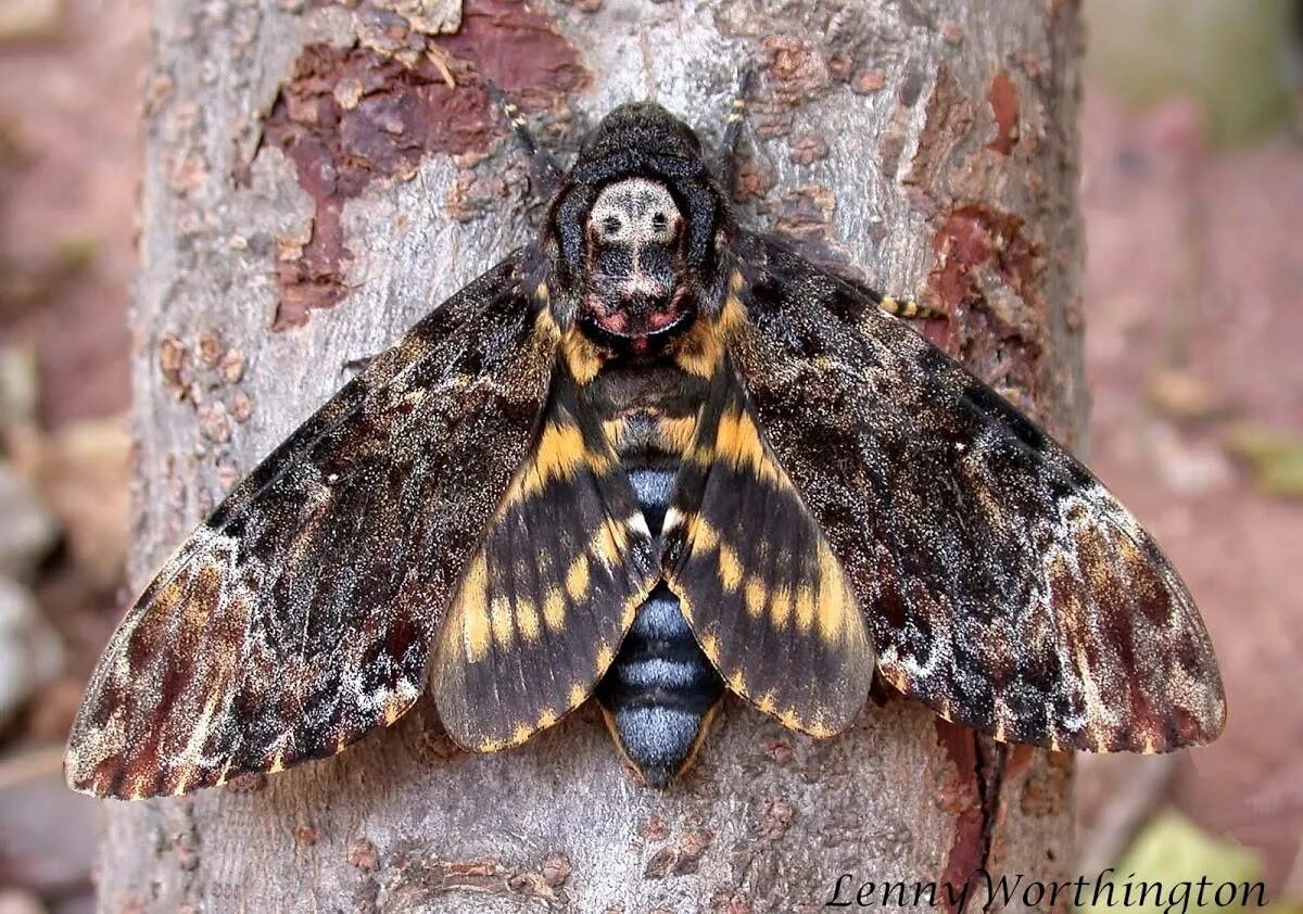 бражник мертвая голова acherontia atropos. мотылек бражник мертвая голова. бражник мертвая голова acherontia atropos. мотылек бражник мертвая голова. Acherontia atropos гусеница.