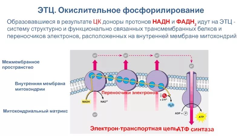 Окислительное фосфорилирование это процесс он является