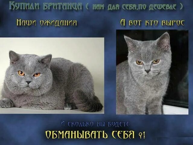 Как отличить обычного