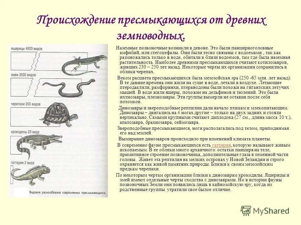 Главные особенности земноводных. Происхождение пресмыкающихся 7 класс биология. Происхождение рептилий от земноводных. Появление пресмыкающихся.