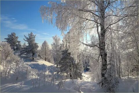 Мохнатый лес