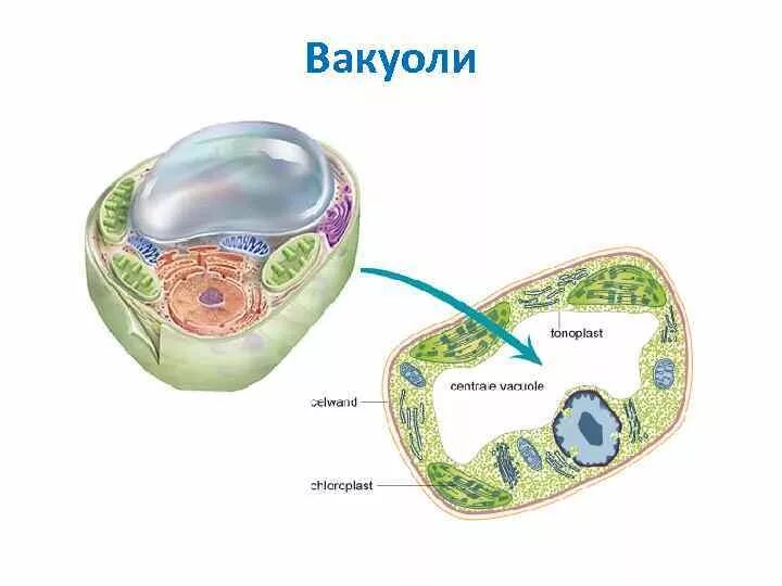 Вакуоли растительных клеток строение. Вакуоль растительной клетки рисунок. Строение клетки вакуоль. Вакуоль растительной клетки схема. Вакуоль это 6 класс.