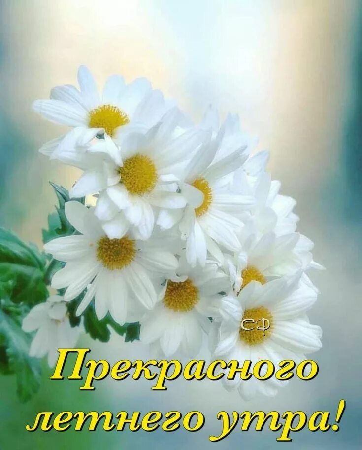 Wallpaper daisies, flowers, bouquet, white, vase hd, picture, image