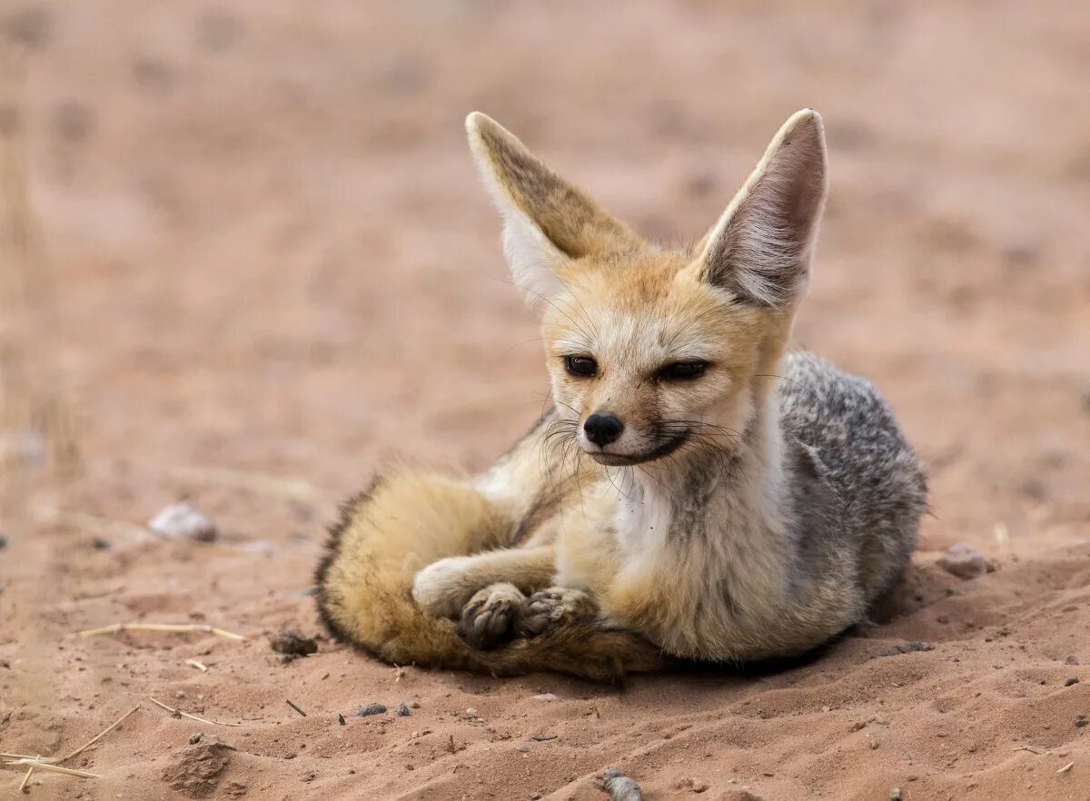 Афганская лисица (Vulpes Cana). Афганская лисица и фенек. Южно Африканская лисица. Корсак, Афганская лисица,.