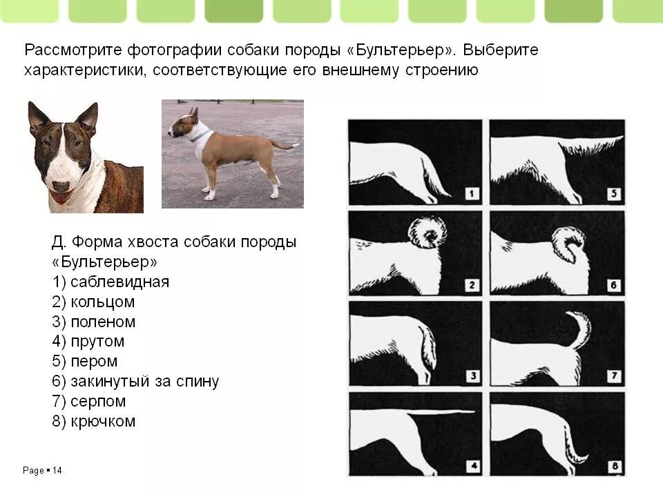 Форма хвоста у собак. Виды форм хвоста собаки. Формы хвостов у собак с примерами. Типы хвостов у собак. Рассмотрите фотографию кошки породы