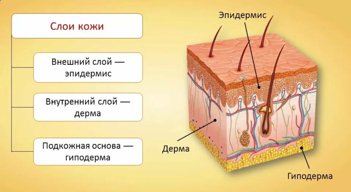 Кожа состоит из 3 слоев эпидермис дерма и гиподерма. Слои дермы кожи человека. Слои кожного Покрова эпидермис. Эпидермис дерма подкожная клетчатка.