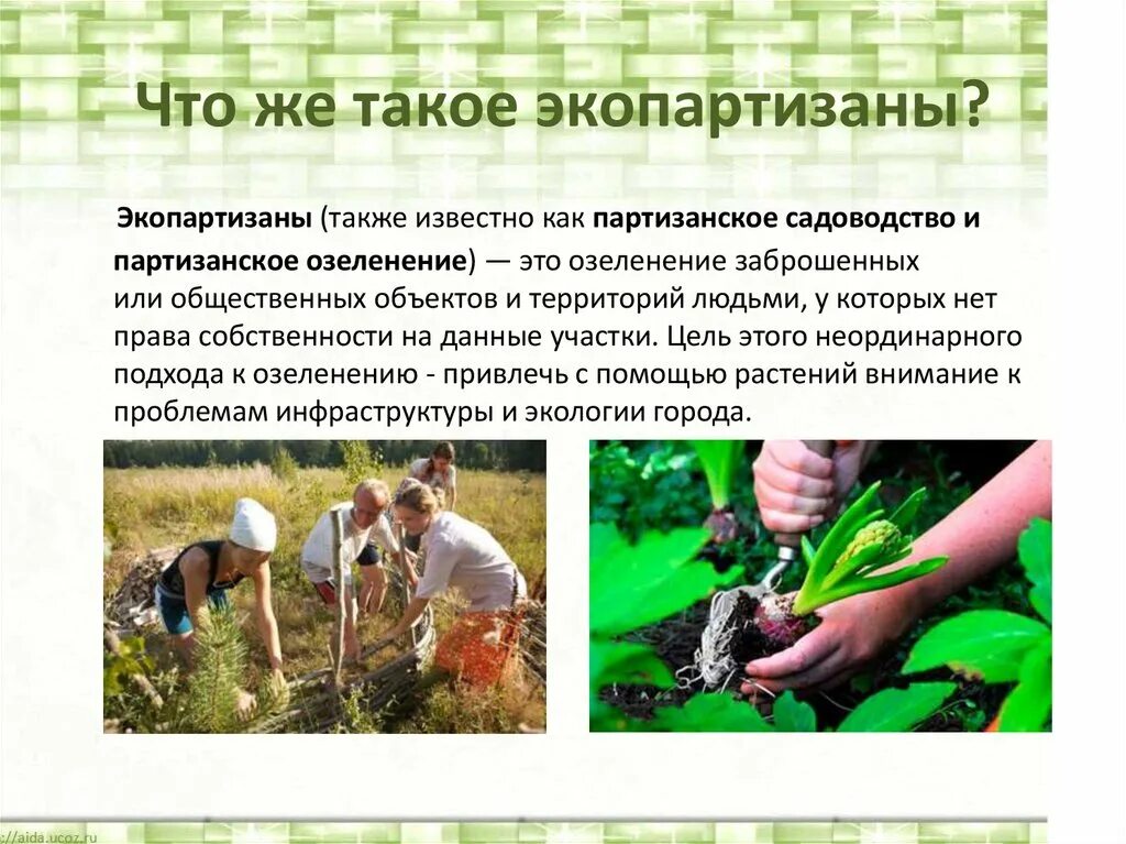 День партизанского садоводства. Партизанское садоводство. Международный день партизанского садоводства картинки. Движение садоводов партизан. Международный день партизанского садоводства 1 мая.