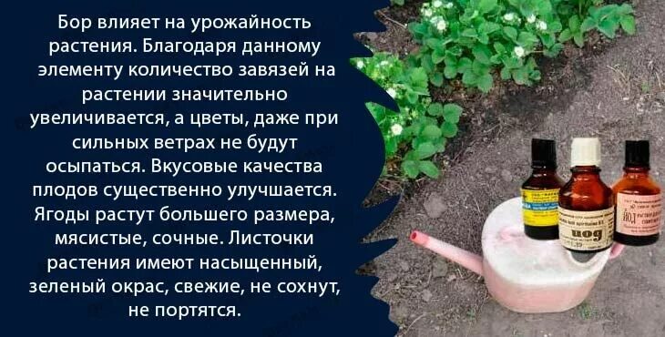 Подкормка клубники весной йодом. Подкормка клубники борнойкислокой. Удобряем клубнику весной борной кислотой марганцовкой йодом. Подкормка клубники борной кислотой и йодом и марганцовкой. Подкормка клубники борной марганцовкой и йодом.