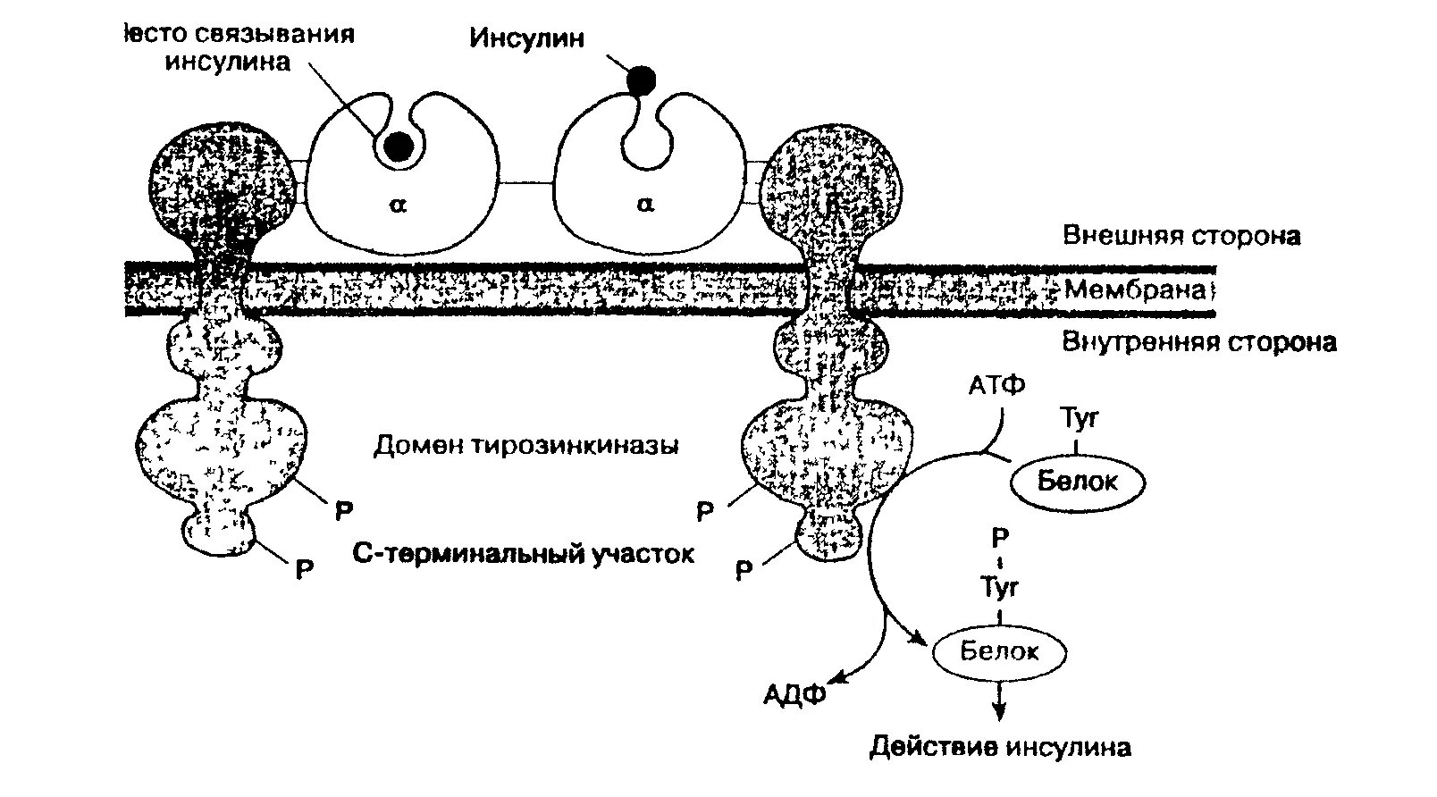 Инсулин – гормон, вырабатываемый поджелудочной железой. Структура инсулина человека. Железа вырабатывающая гормон инсулин. Инсулин схема действия гормона. Инсулин и гормон роста