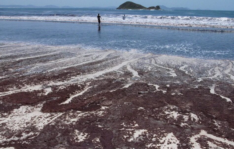 Красный прилив водоросли. Красные приливы флорида. Красное море в анапе. Красный прилив на камчатке. Красные приливы флорида.