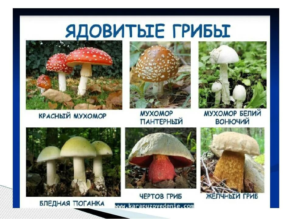 Опасные несъедобные грибы. Грибы двойники съедобные и несъедобные шампиньоны. Картинки ядовитых грибов. Несъедобные грибы названия.
