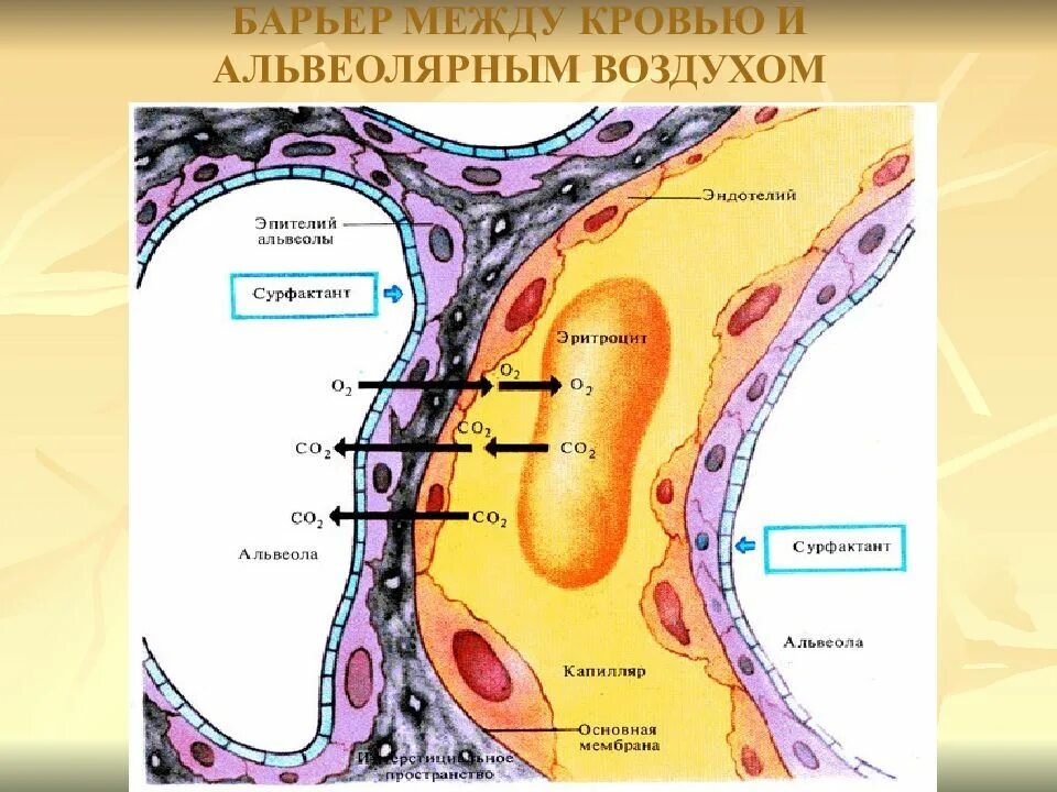 Обмен газов между легочным воздухом и. Схема строения альвеолы аэрогематический барьер. Аэрогематического барьера гистология. Сурфактант легочных альвеол. Сурфактант физиология дыхания.