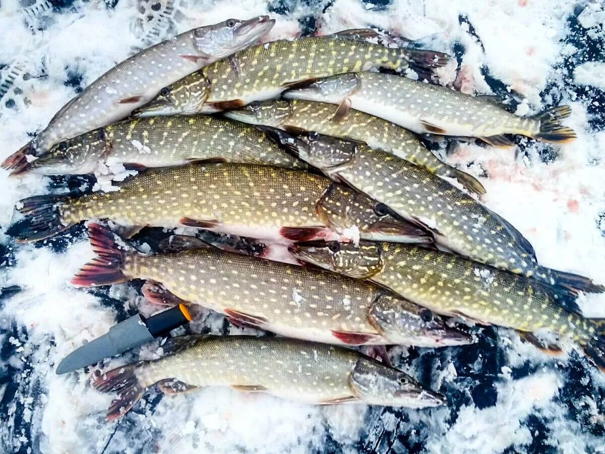 Улов щуки. Щука зимой. Улов щуки зимой. Зимняя рыбалка в Ленинградской области.