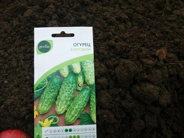 Огурец зубренок f1, семена са. Семена огурца кустового. Огурец кустовой описание сорта. Сорта огурцов самоопыляемые кустовые. Семена огурца кустового.