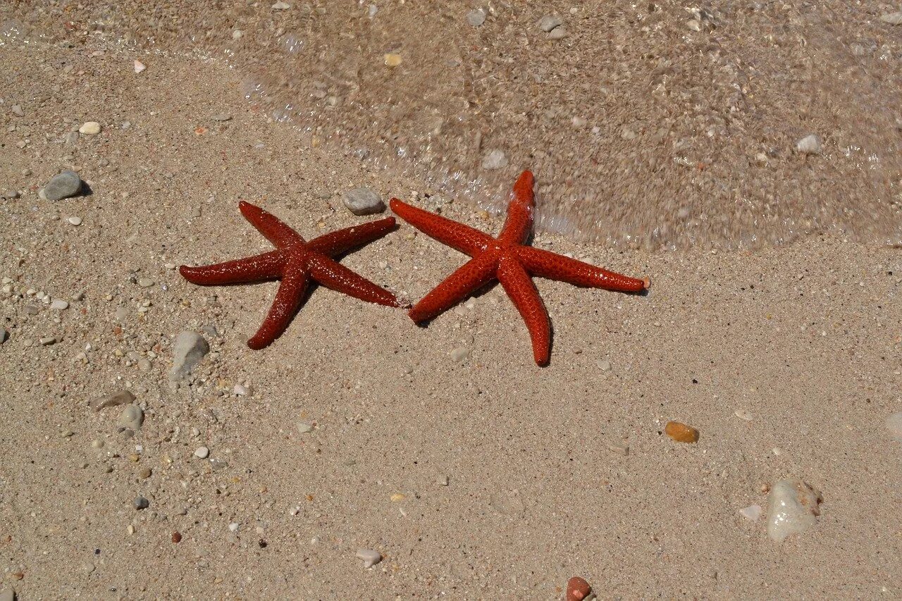 Морские звезды без. Морская звезда. Оранжевая морская звезда. Морская звезда на побережье. Песчаная морская звезда.