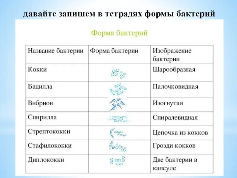 Форма тела бактерий таблица. Виды форм бактерий. Формы бактерий 5 класс биология. Схема формы бактерий 5 класс. Примеры бактерий биология