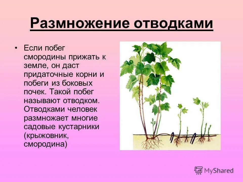 Отводки вегетативное размножение. Вегетативное размножение стеблевыми черенками. Стеблевой черенок вегетативное размножение. Размножение древесных растений отводками.