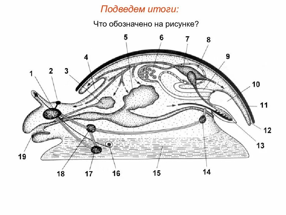 Виноградная улитка орган. Внутреннее строение брюхоногого моллюска. Внутреннее строение брюхоногих моллюсков. Строение брюхоногого моллюска улитки. Пищеварительная система прудовика обыкновенного.