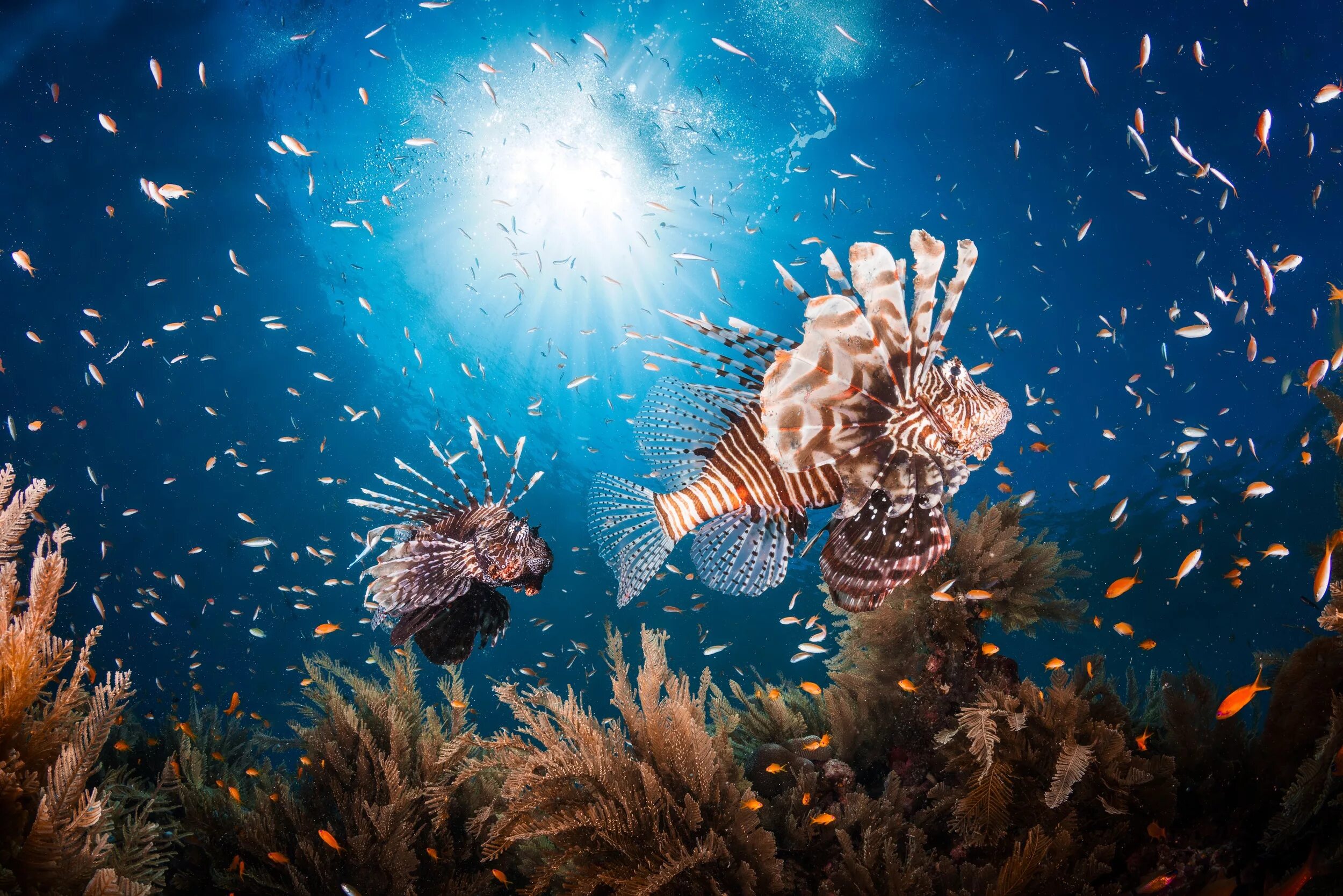 Включи жизнь морских