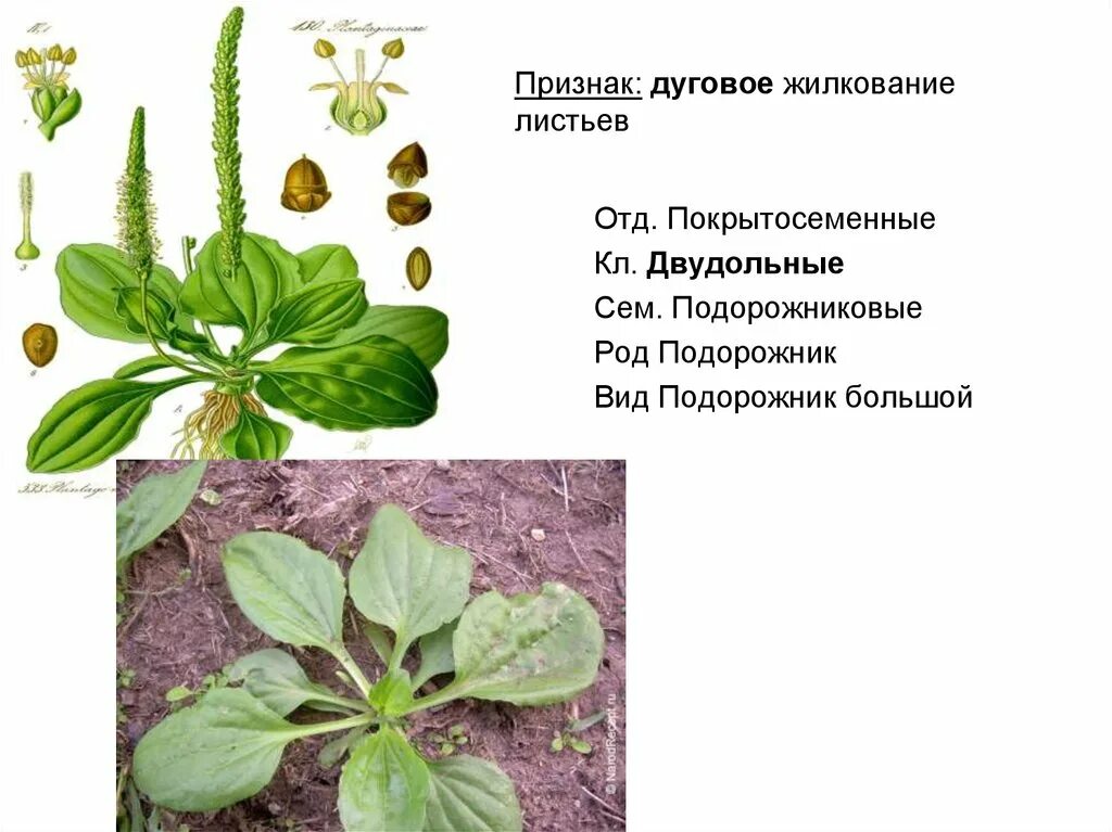 Подорожник описание листа. Подорожник двудольное растение. Форма листа подорожника большого. Подорожник многосемянный. Лист подорожник большой Тип листа.