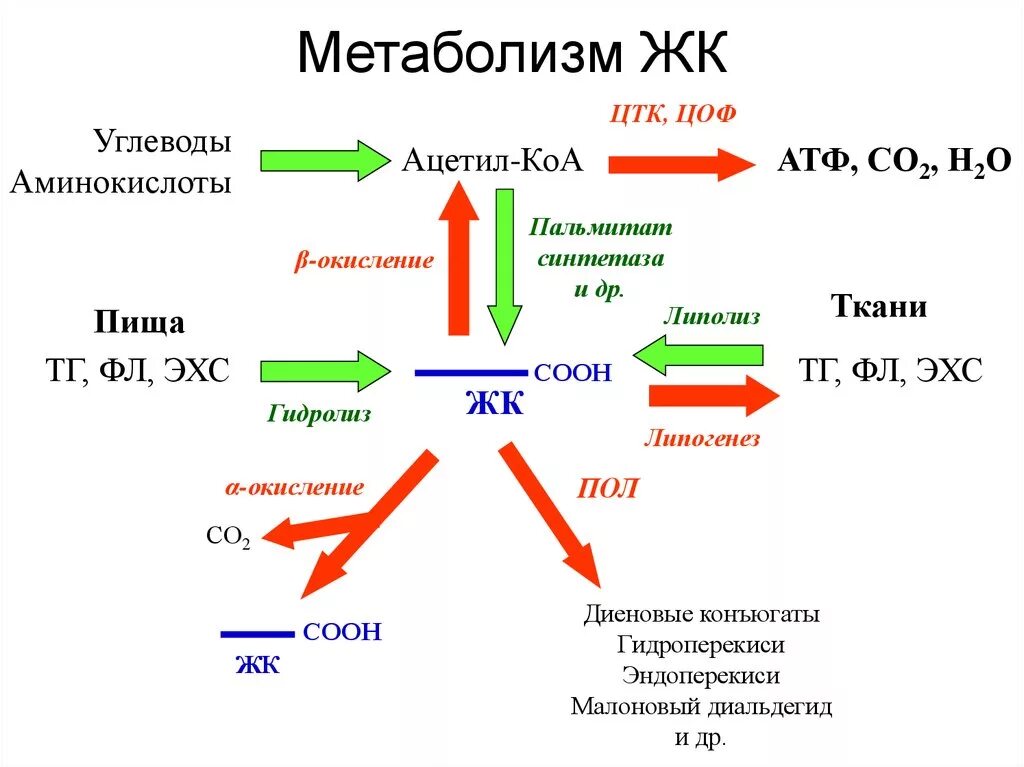 Углеводы входящие в состав атф. Энергетический обмен ацетил КОА. Метаболизм ацетил КОА биохимия. Липолиз и липогенез биохимия. Мет бол.