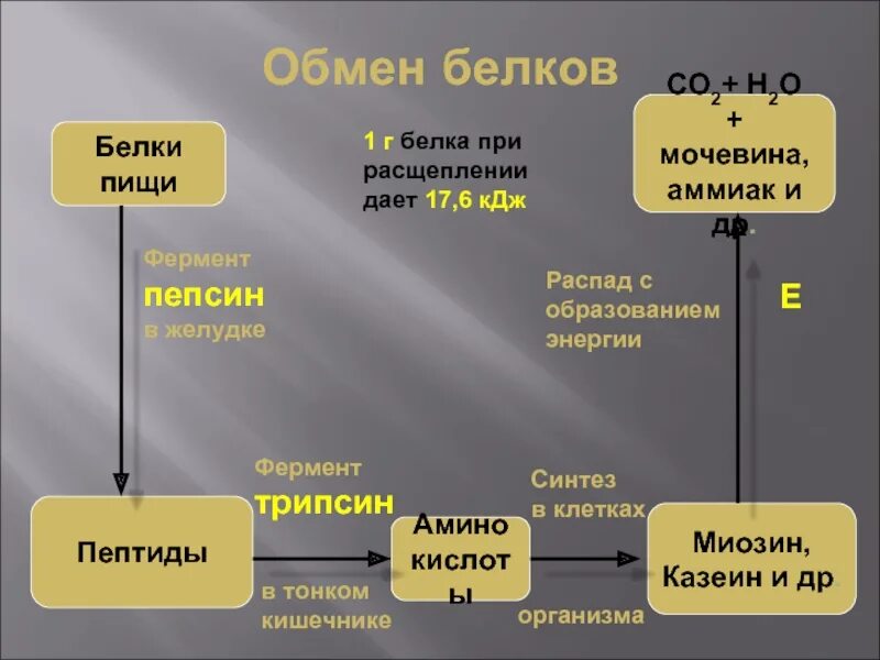 Белки пищи расщепляются в. Схема обмена белка в организме. Обмен белков схема. Обмен белков в организме человека схема. Схема белкового обмена.