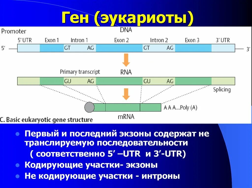 Геном называют. Нетранслируемые участки генов эукариот. Строение Гена эукариот. Структура Гена эукариот. Структура генов эукариот.