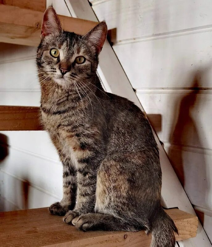 Видео кота максимки из оськиного дома. Оськин дом. Оськин дом тверь. Оськин дом приют для кошек. Оськин дом прошлогодние выпуски.