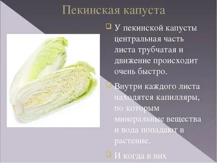 Польза пекинской капусты для организма человека