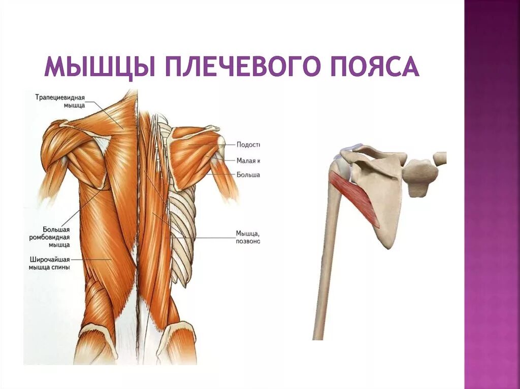 Мышцы приводящие в движение. Мышцы плечевого пояса анатомия. Мышцы верхнего плечевого пояса анатомия. Сышцы плечевого полюча. Верхний плечевой пояс анатомия.