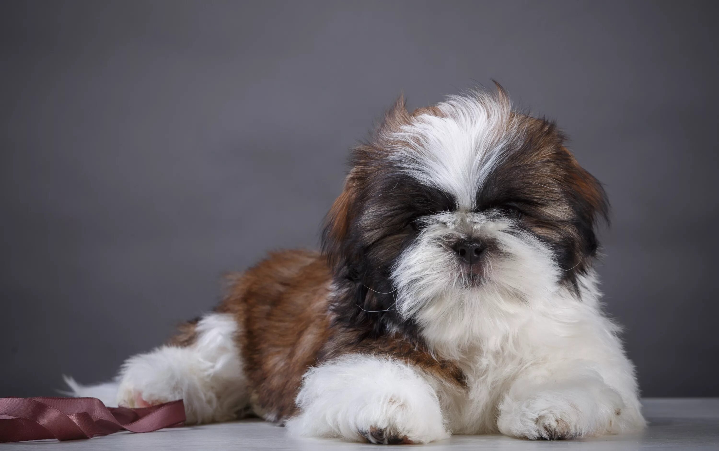 Ши тцу продолжительность жизни. Ши-тцу. Ши тцу белый. Ши-тцу. Ши-тцу.