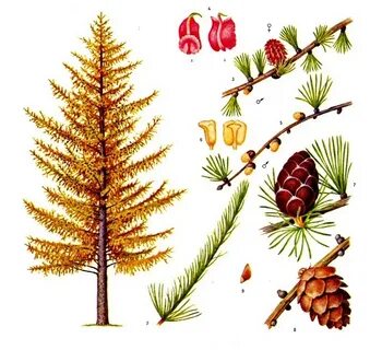 Лиственница шишки и хвоинки