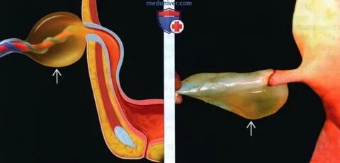 Мен жігітке минет журналын бергім келеді