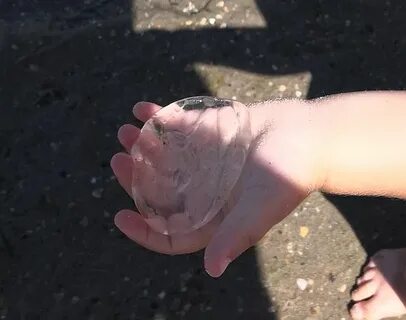 Есть ли в азовском море медузы сейчас